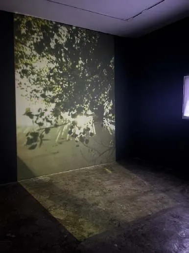 Passing Light: a projection of leaves and light on a gallery wall and floor